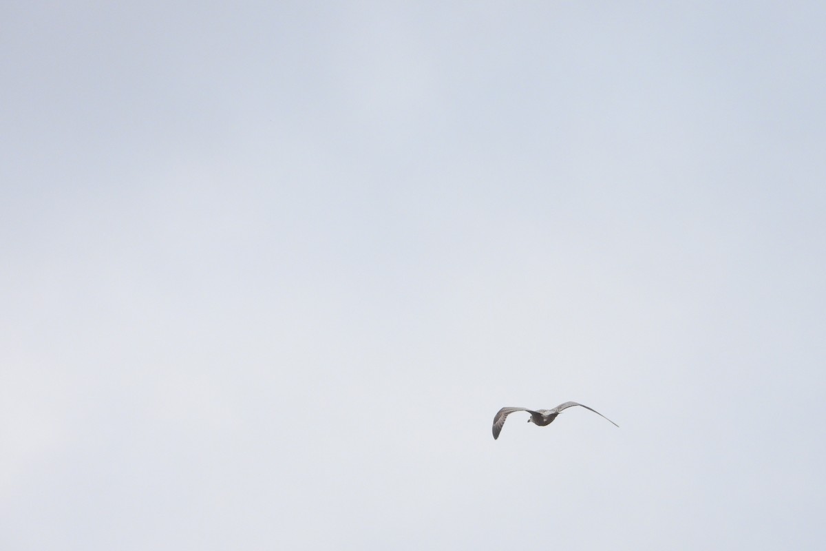 שחף בלתי-מזוהה - ML647482049