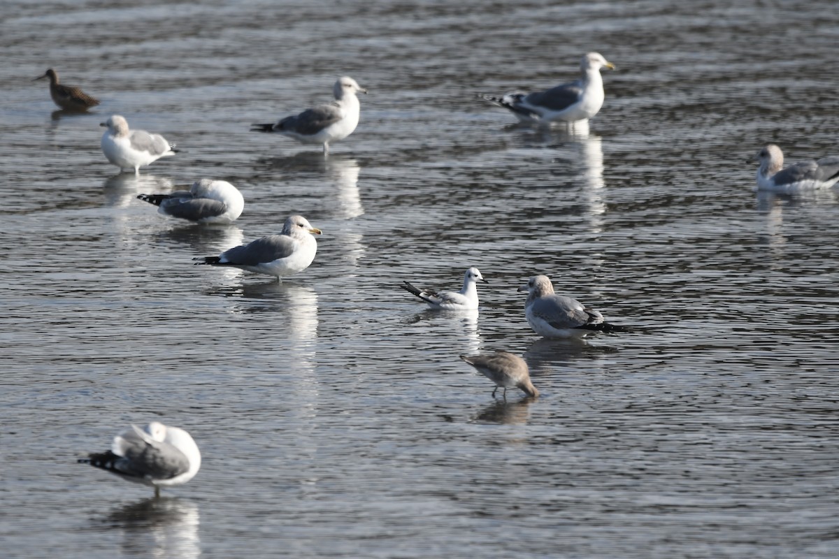 Bonaparte's Gull - ML647482057