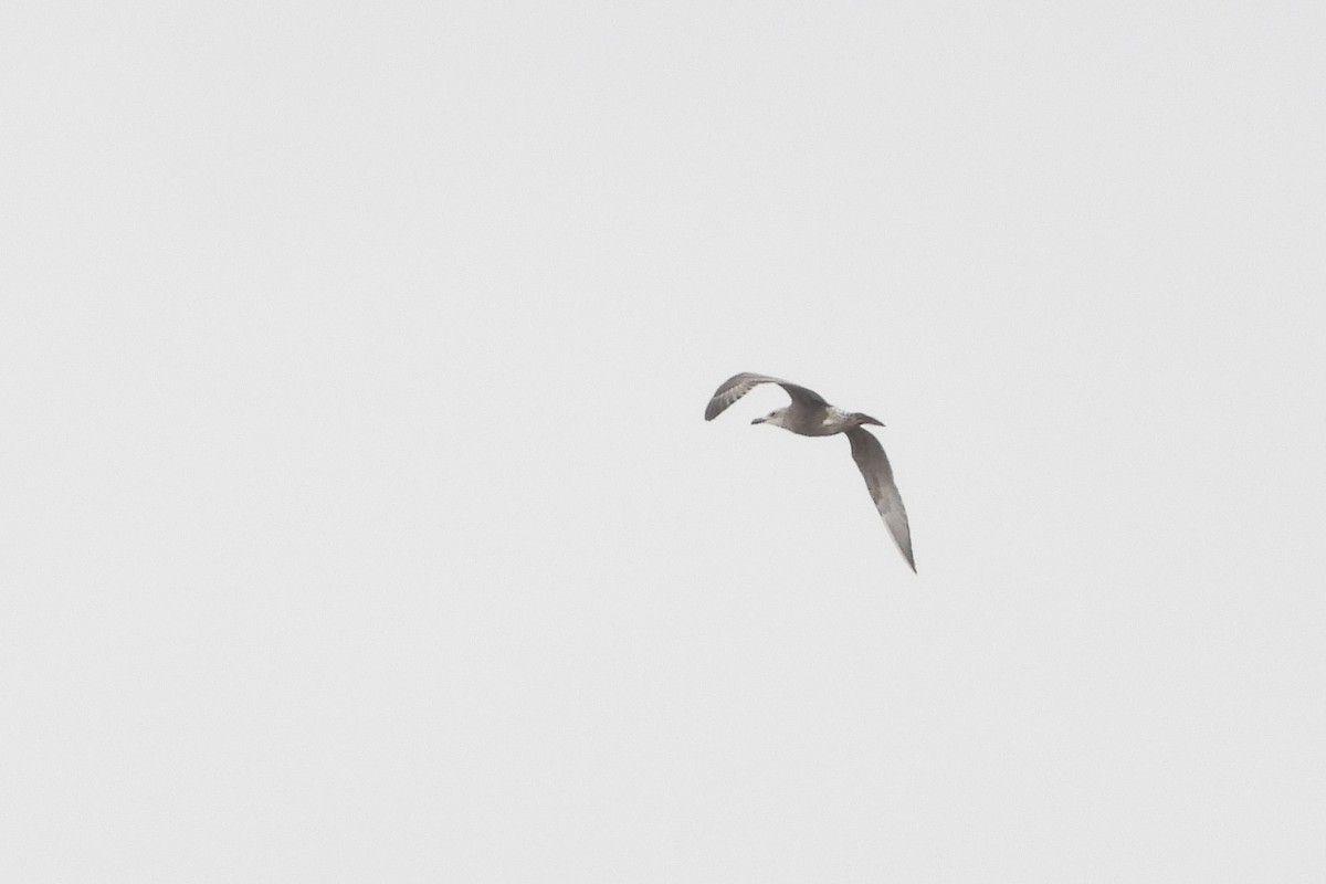 שחף בלתי-מזוהה - ML647482058