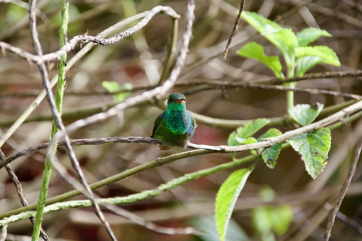 Rufous-tailed Hummingbird - ML647482060