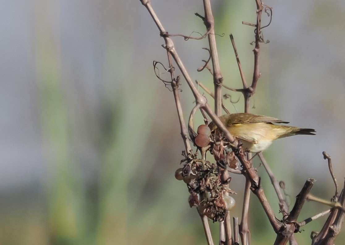 嘰喳柳鶯 - ML647482065