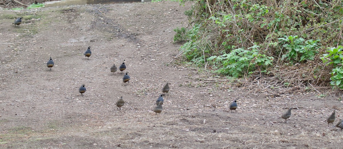 California Quail - ML647482066