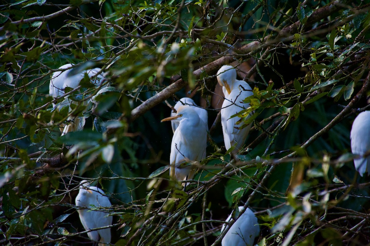 Western Cattle-Egret - ML647482069