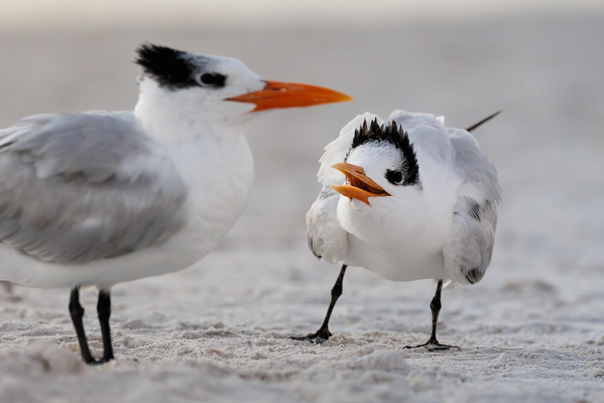 Royal Tern - ML647482073