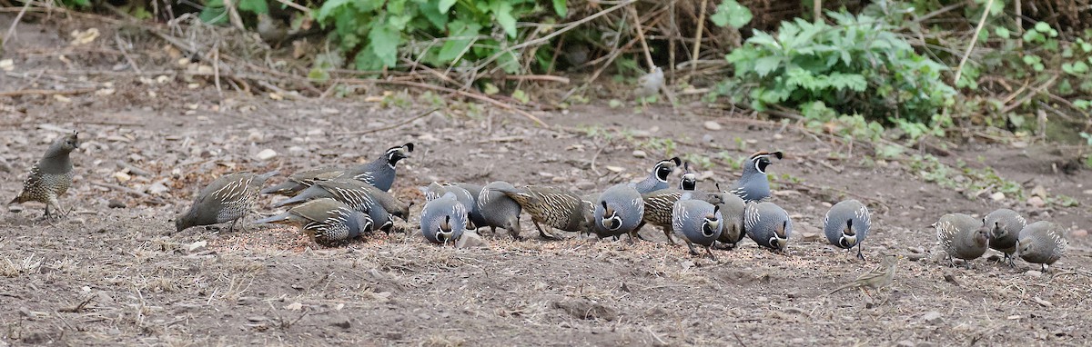 California Quail - ML647482074