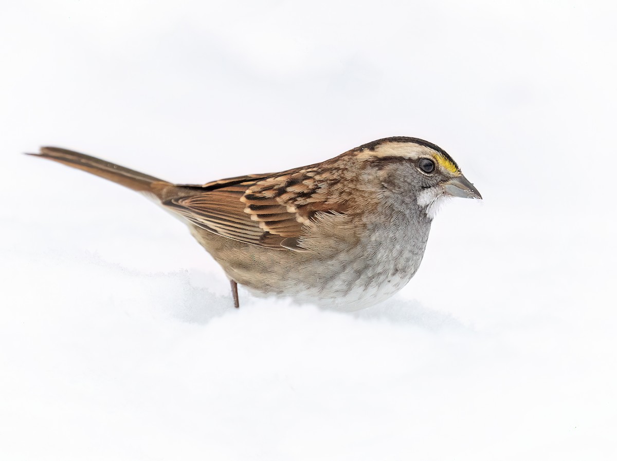 White-throated Sparrow - ML647482076