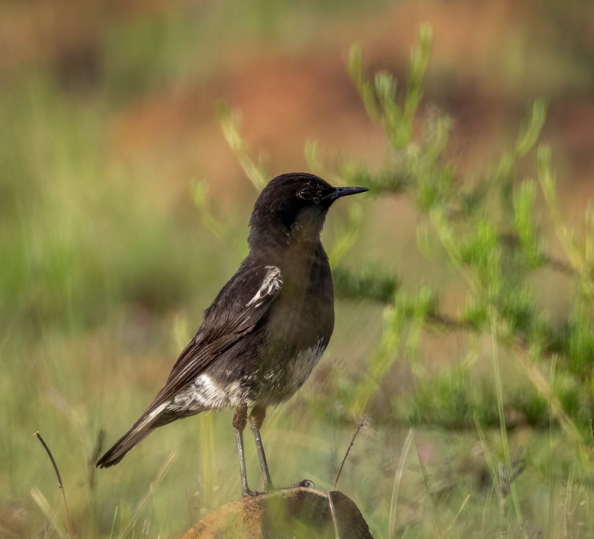Mountain Chat - ML647482078