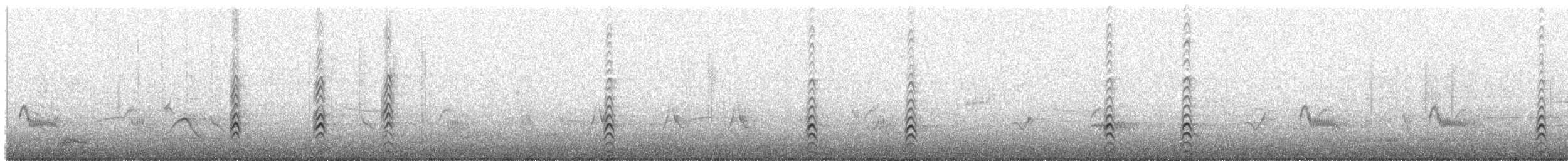 Black-necked Stilt - ML647482081