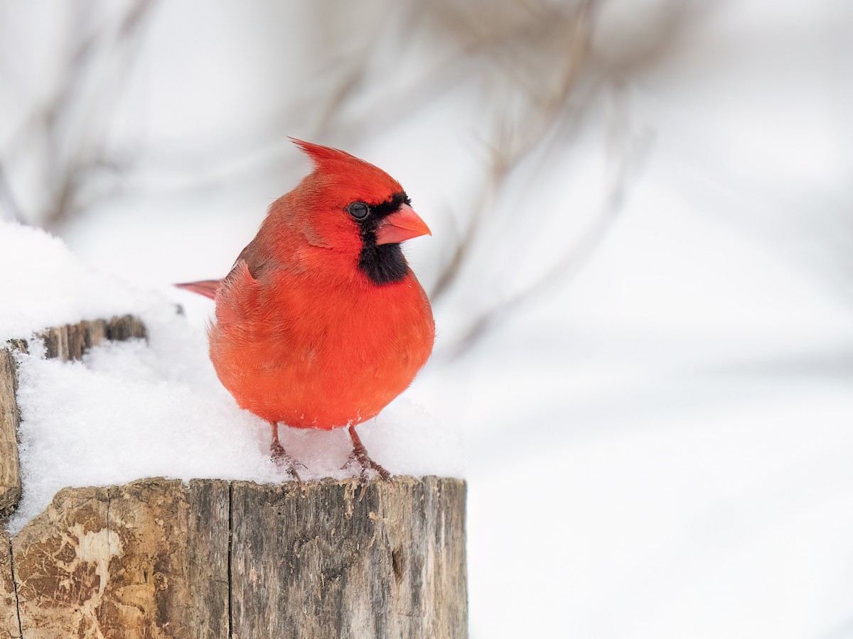 Northern Cardinal - ML647482082