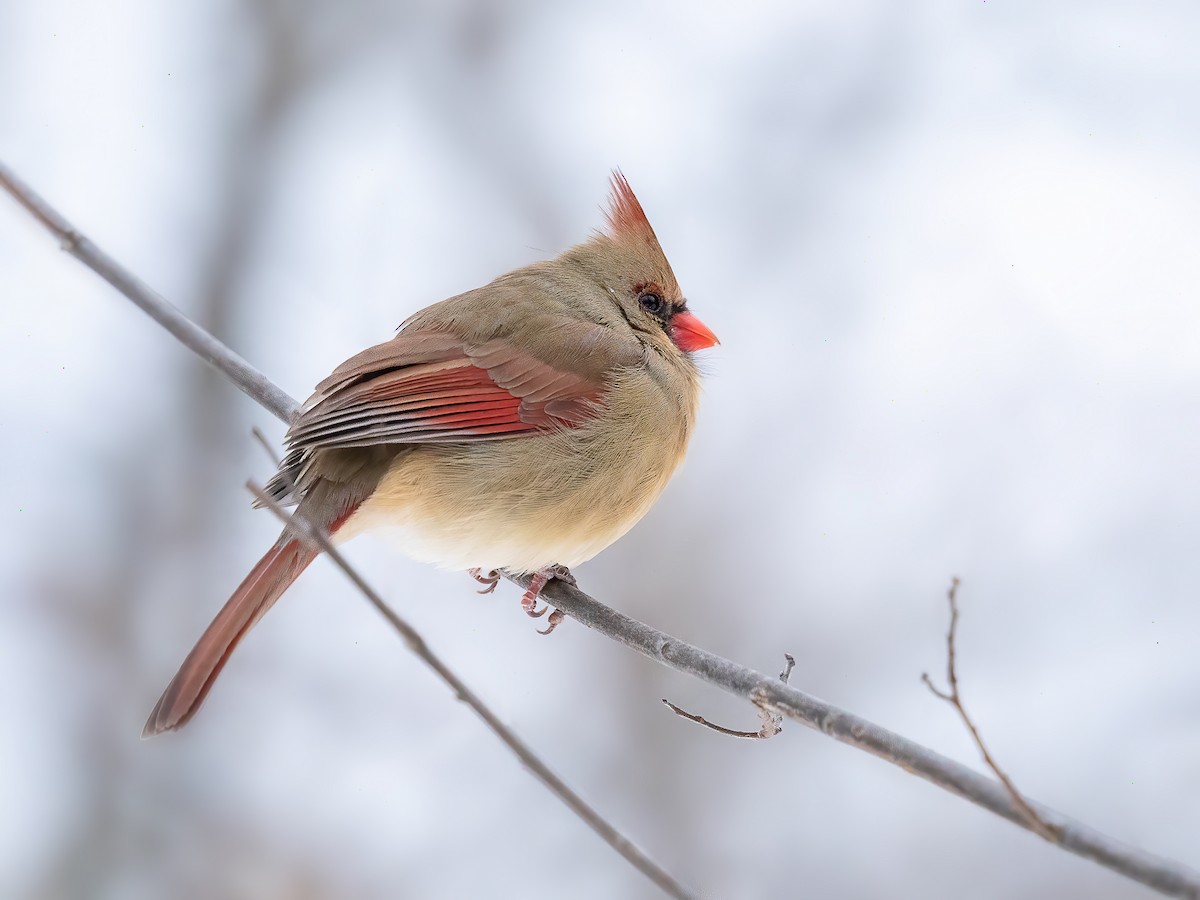 Northern Cardinal - ML647482083