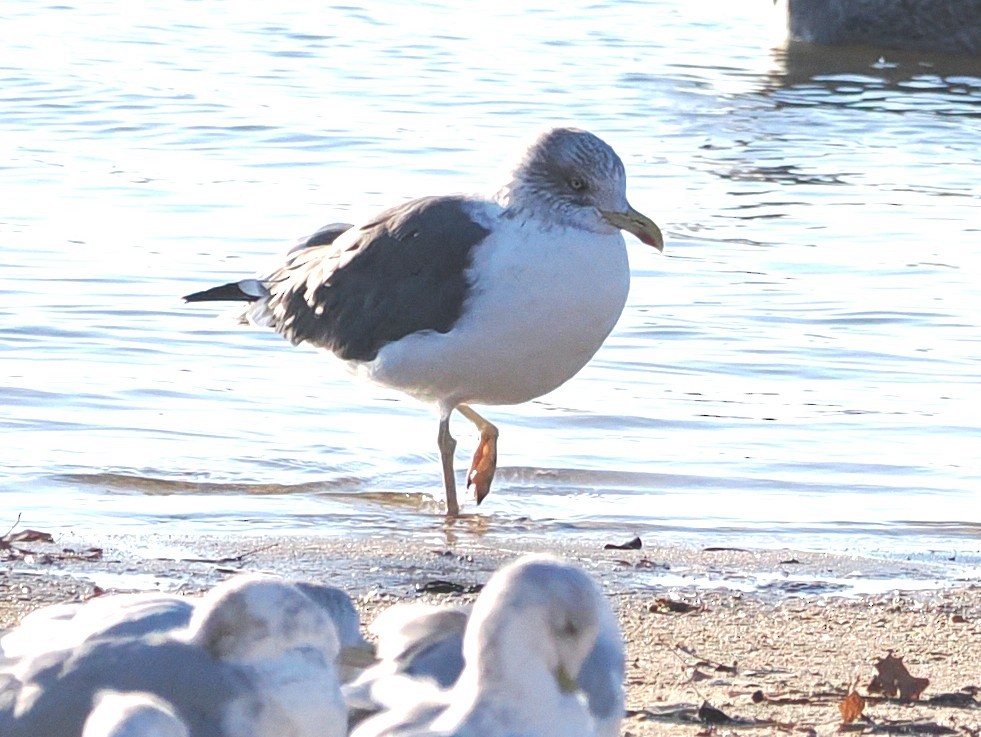 小黑背鷗 - ML647482084