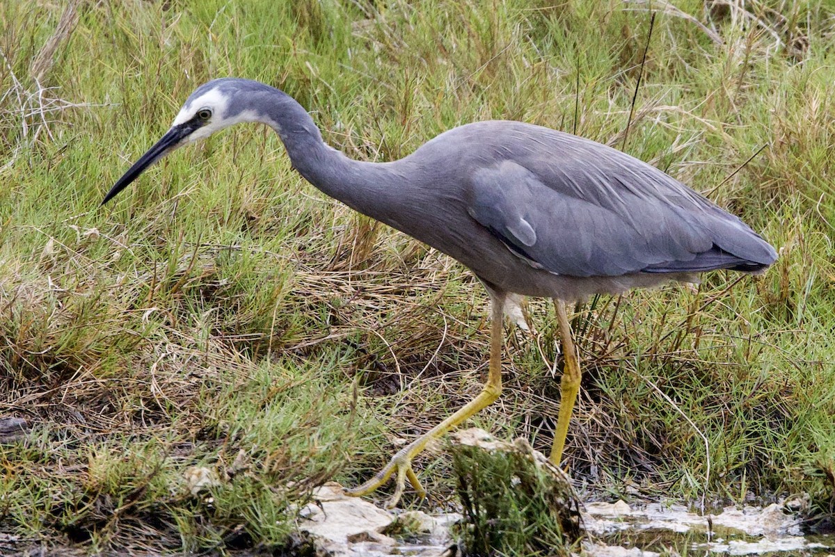 白臉鷺 - ML647482085