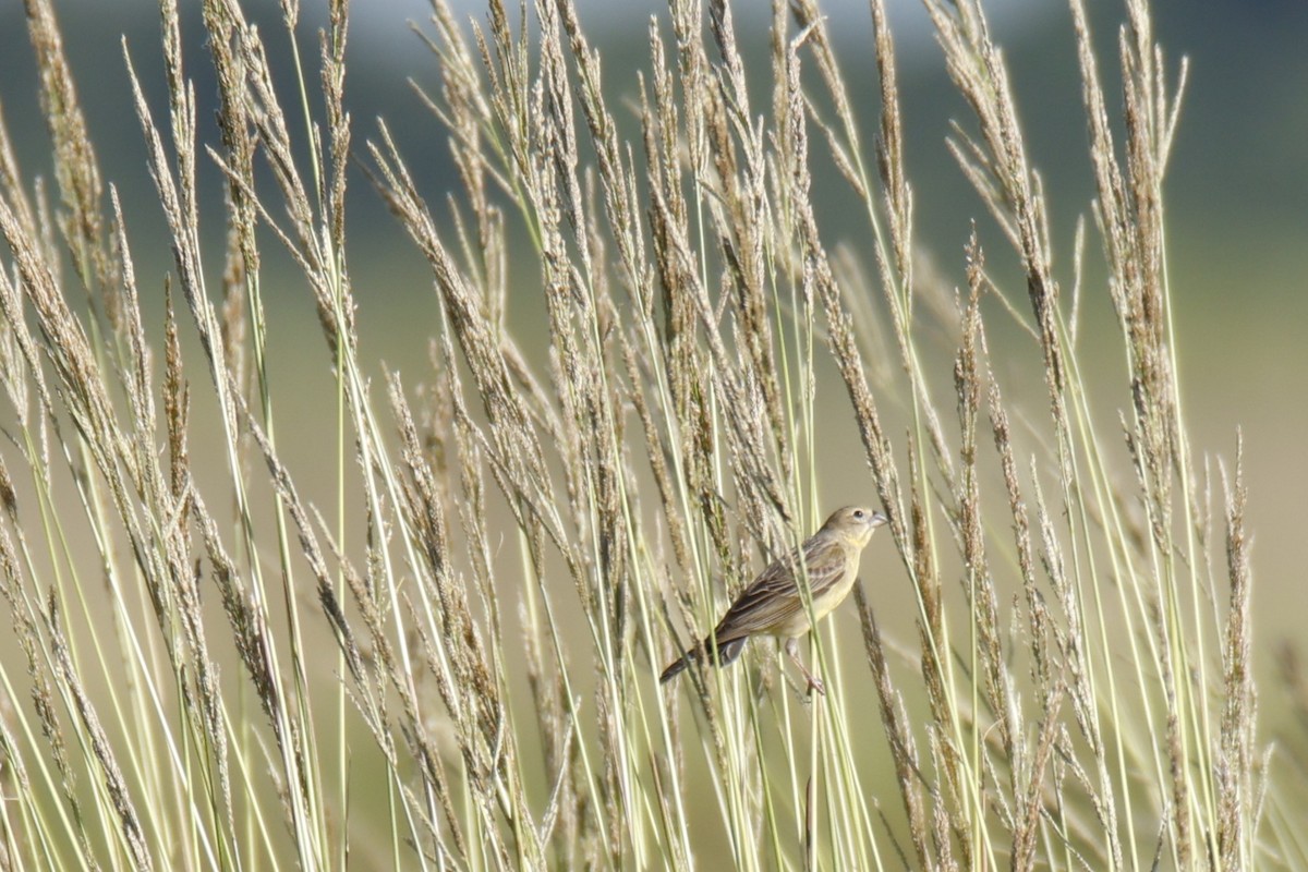 Grassland Yellow-Finch - ML647482088