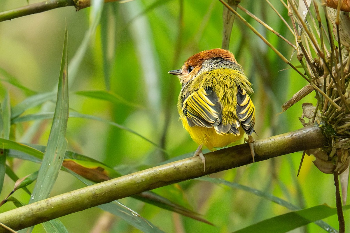 Rufous-crowned Tody-Flycatcher - ML647482091