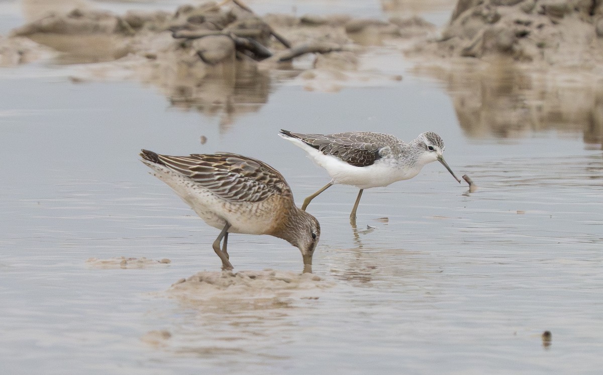 小青足鷸 - ML647482093