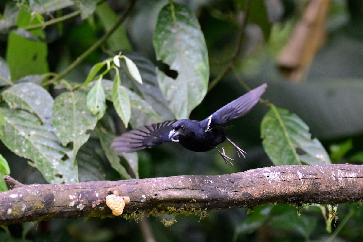 White-lined Tanager - ML647482094