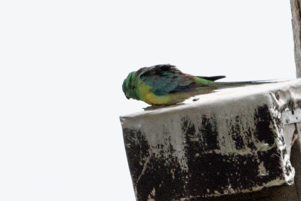Red-rumped Parrot - ML647482095