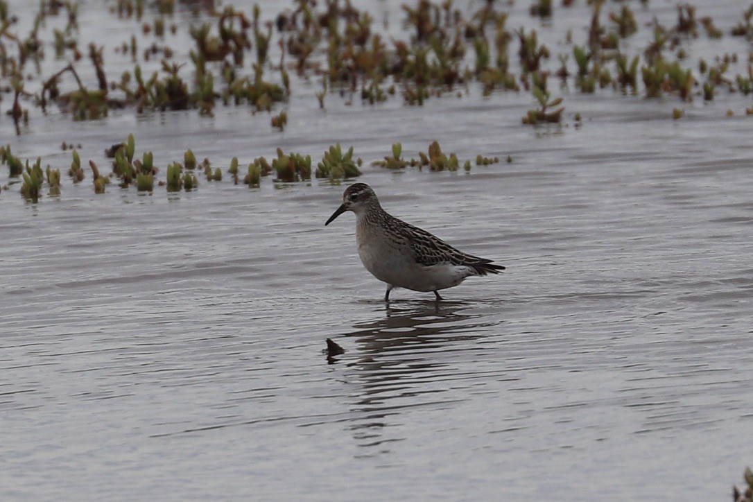 尖尾濱鷸 - ML647482096