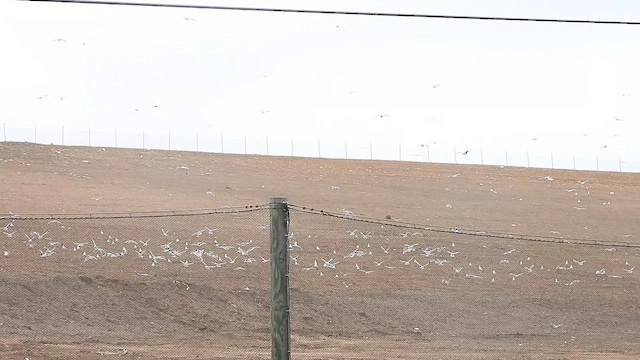 שחף עקוד-מקור - ML647482104
