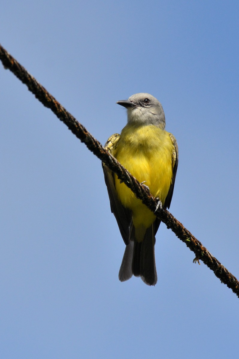 Tropical Kingbird - ML647482111