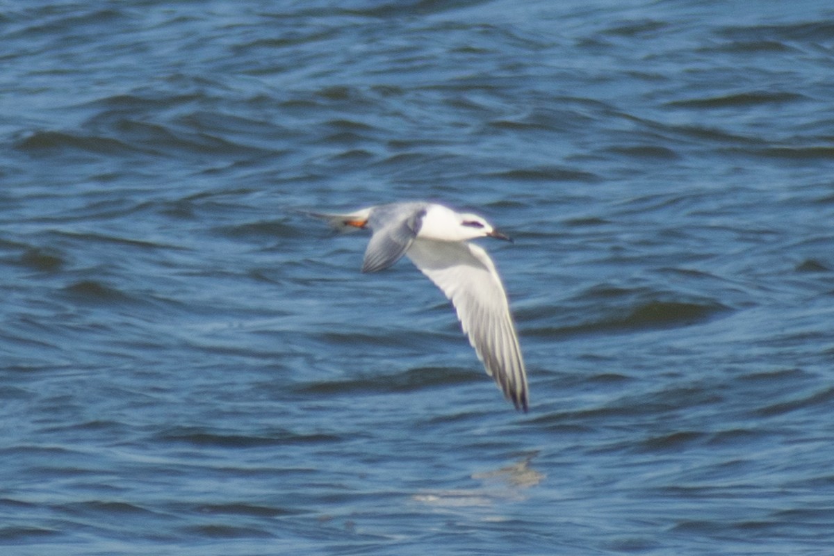 Forster's Tern - ML647482124