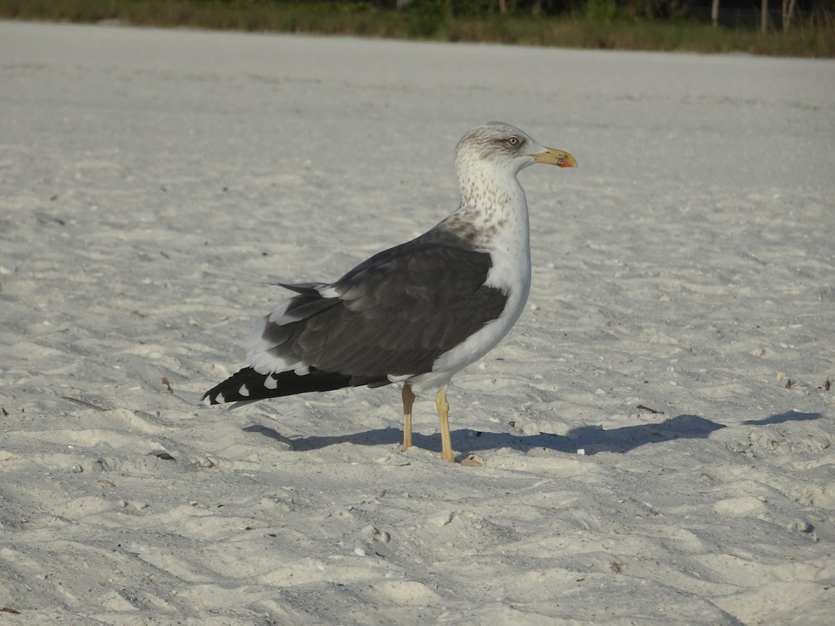 Lesser Black-backed Gull - ML647482134