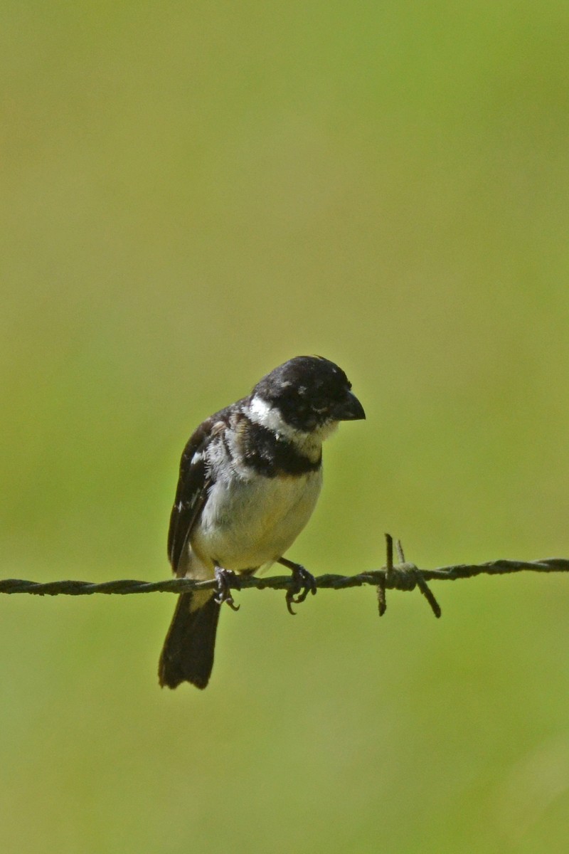 Morelet's Seedeater - ML647482169