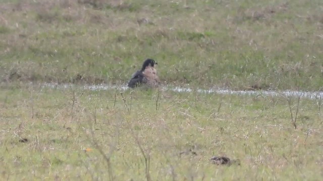 בז נודד - ML647482183