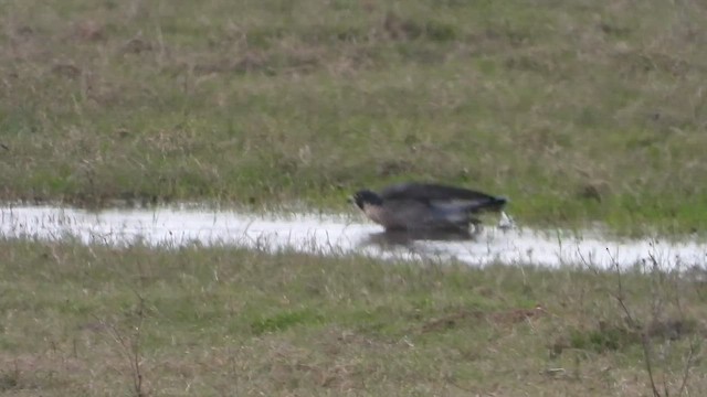 בז נודד - ML647482189