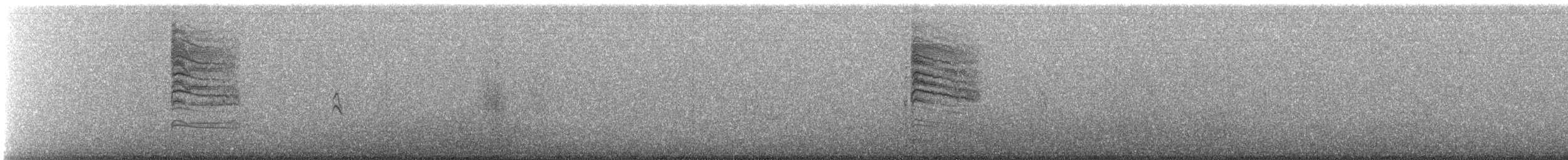 Perlita Grisilla (Occidental) - ML647482193