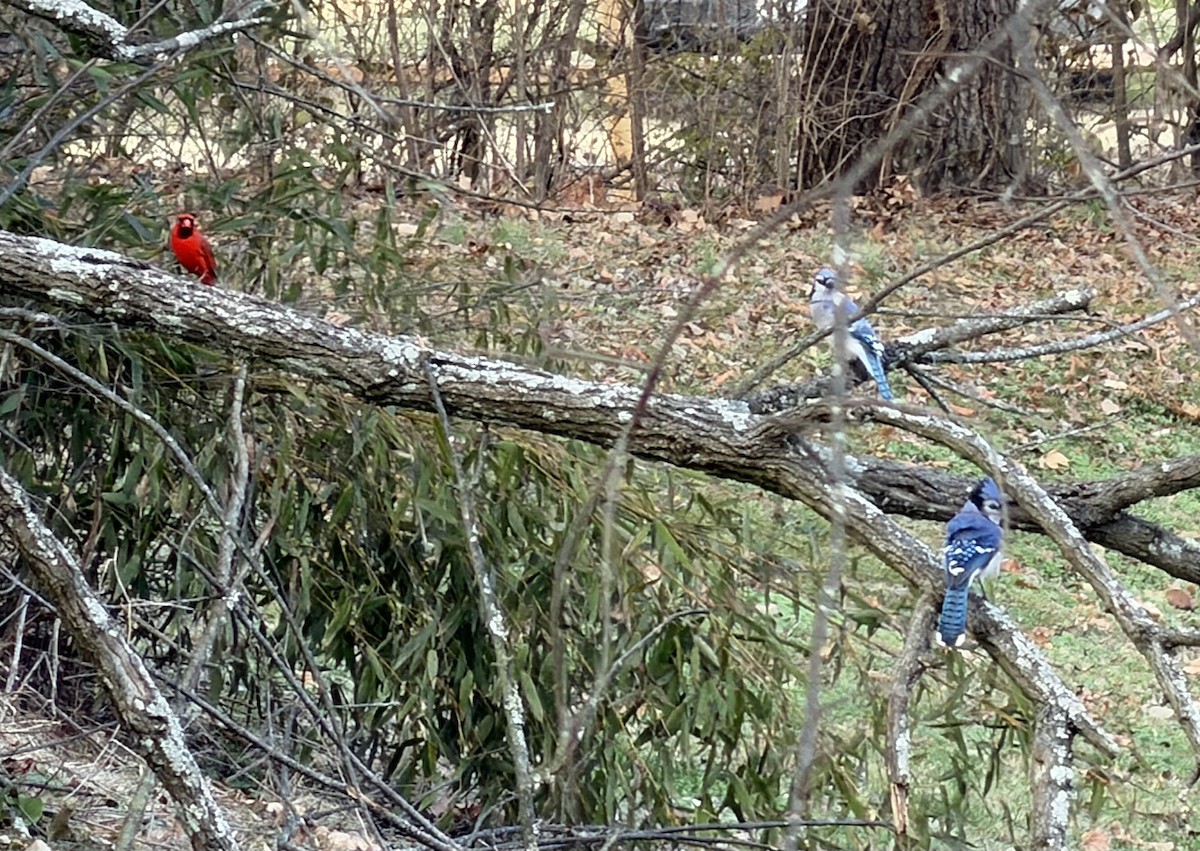 Blue Jay - ML647482203