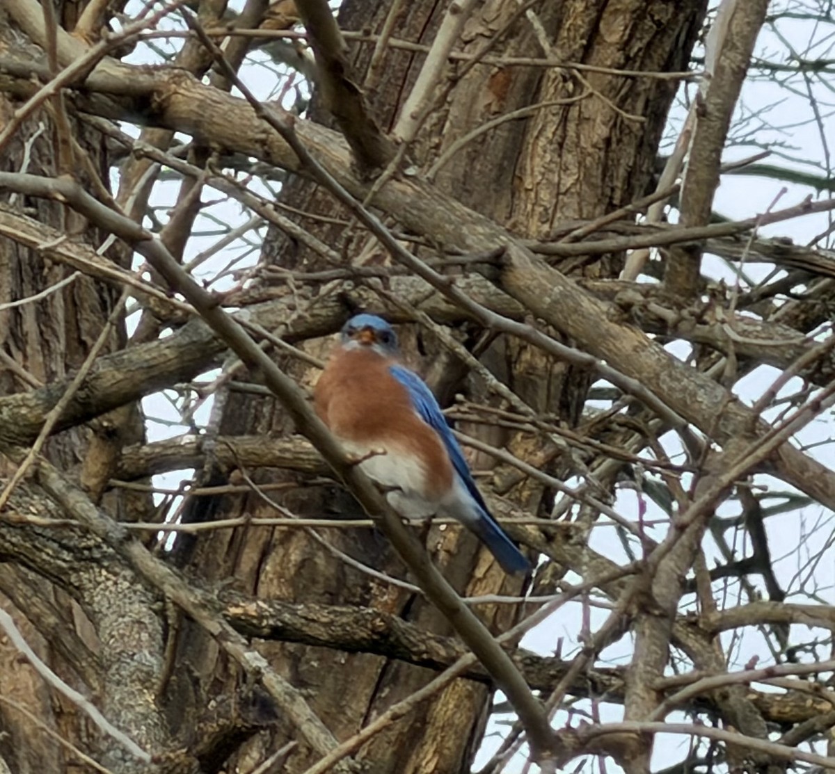Eastern Bluebird - ML647482205