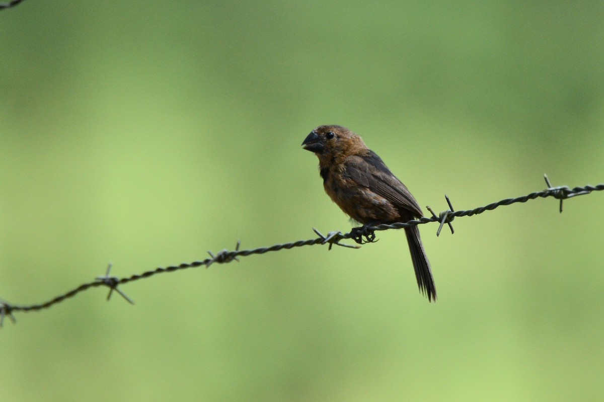 Thick-billed Seed-Finch - ML647482217