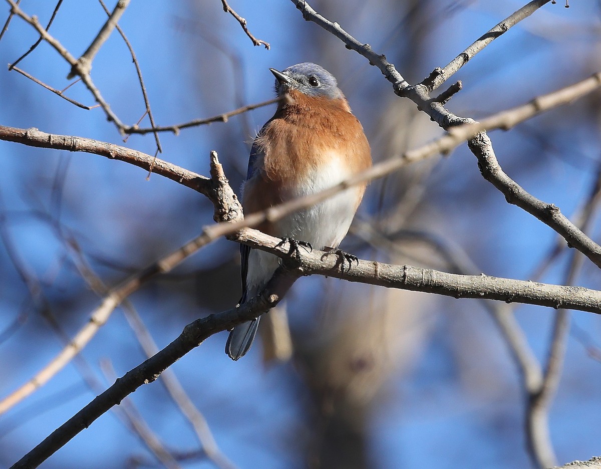 Eastern Bluebird - ML647482223