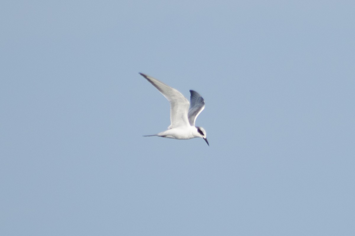 Forster's Tern - ML647482236