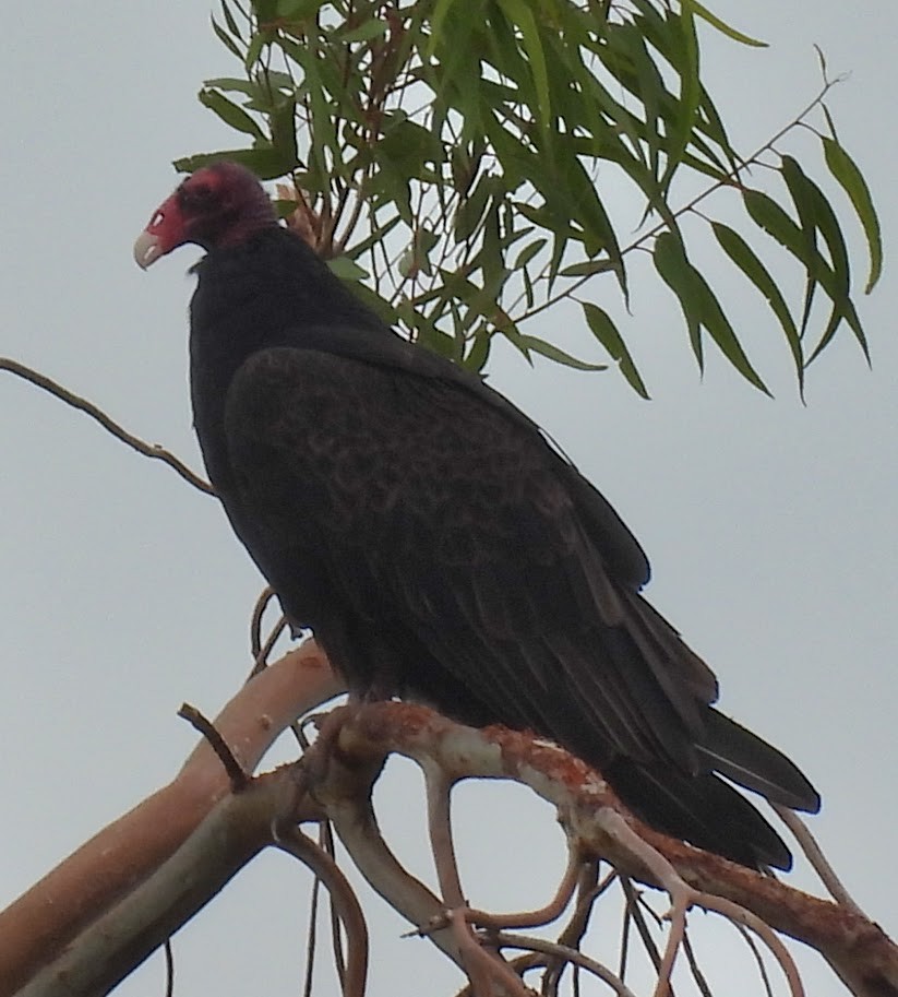 kondor krocanovitý - ML647482253