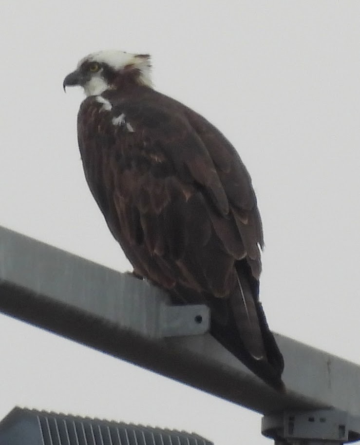 Скопа західна - ML647482260