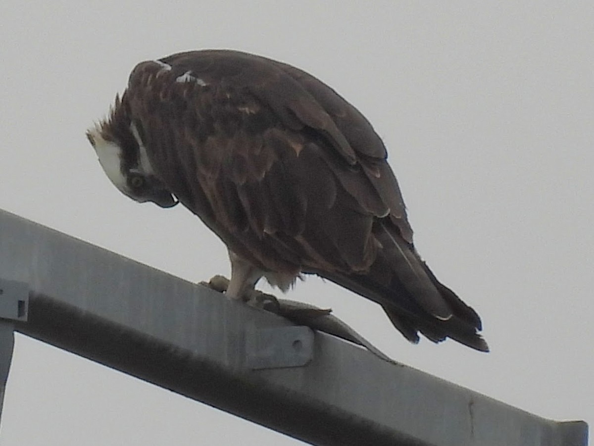 Скопа західна - ML647482265