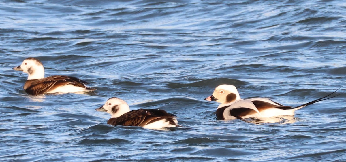 Long-tailed Duck - ML647482270