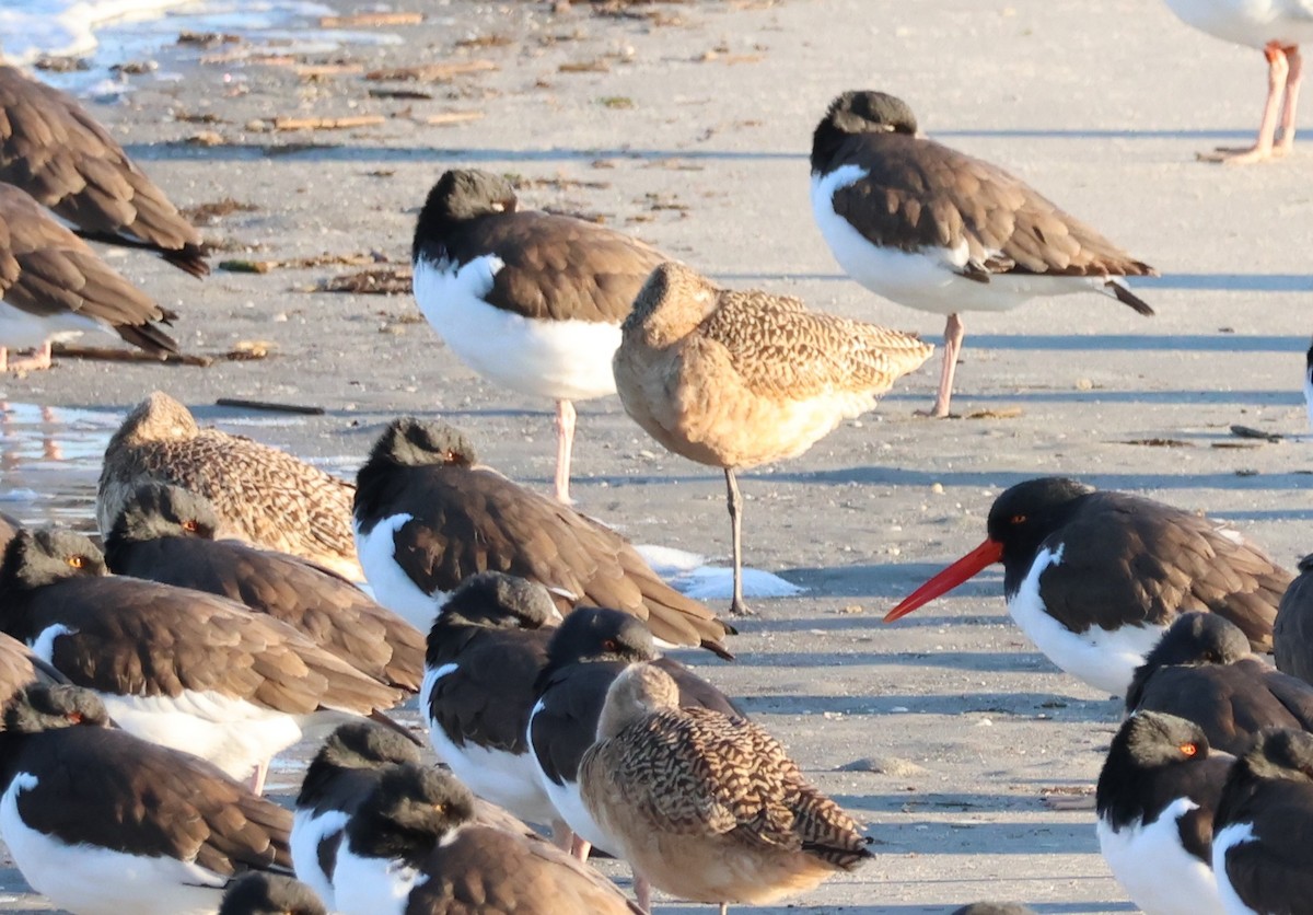 Marbled Godwit - ML647482285