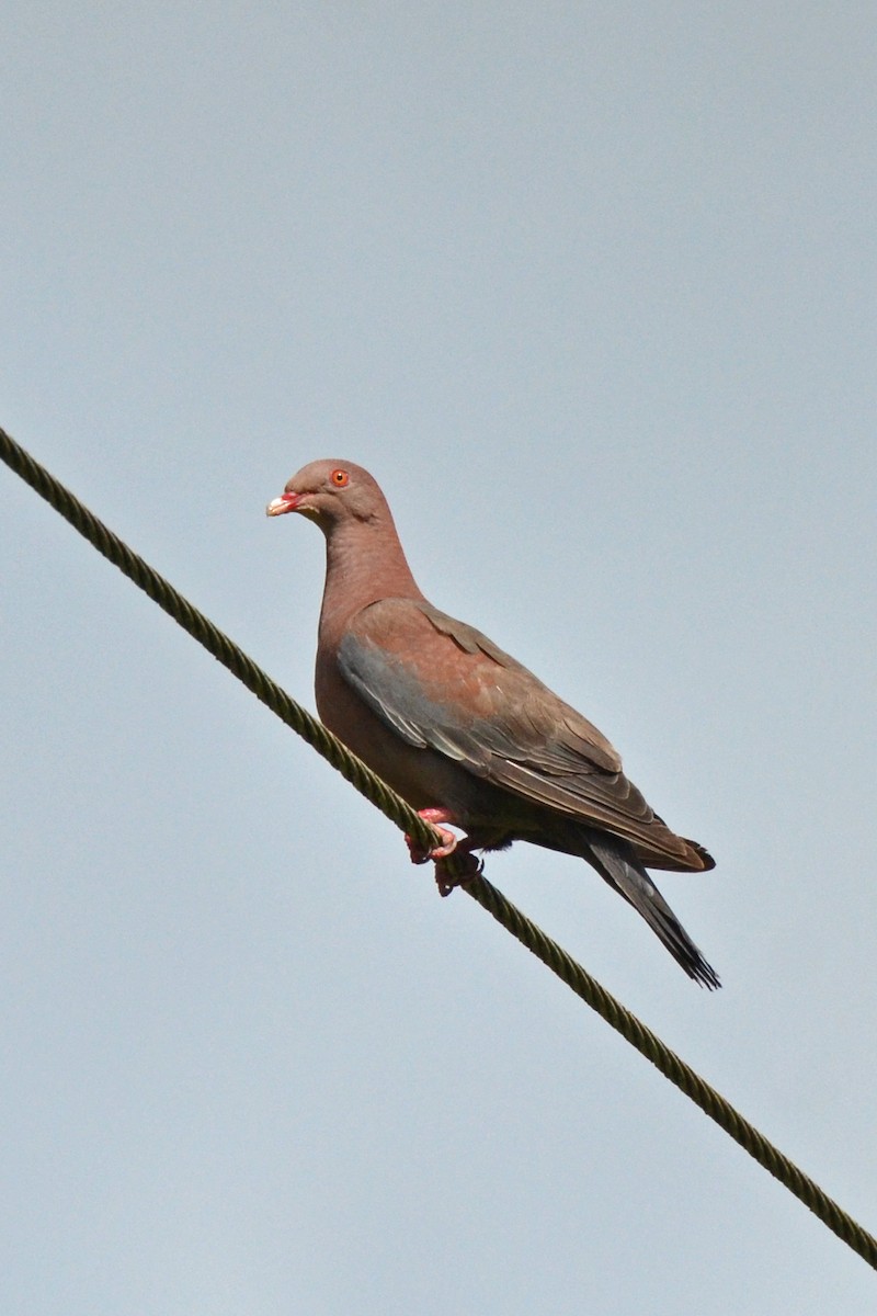 Red-billed Pigeon - ML647482292