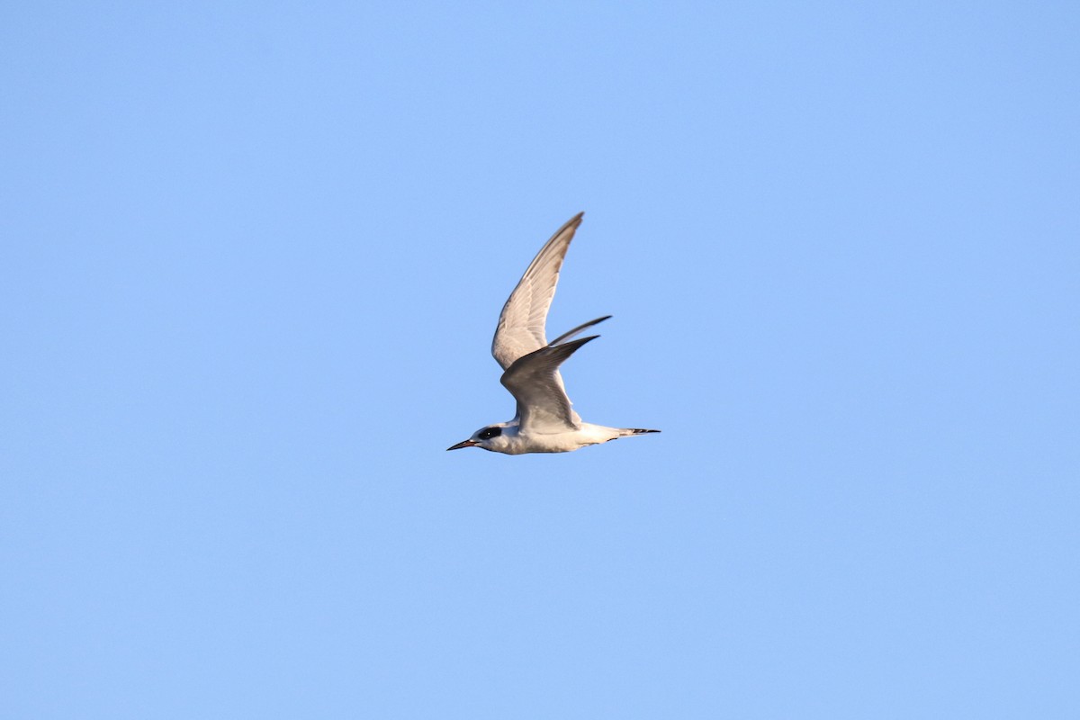 Forster's Tern - ML647482298