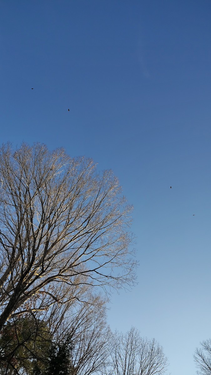 Red-winged Blackbird - ML647482312