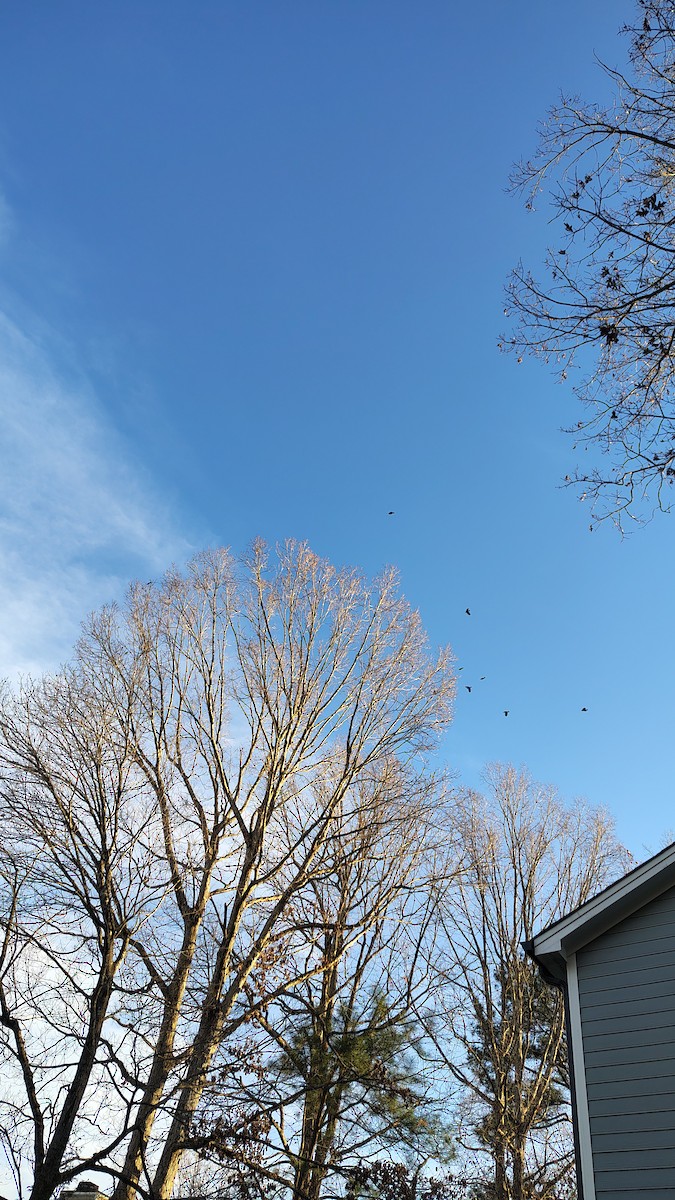 Red-winged Blackbird - ML647482313