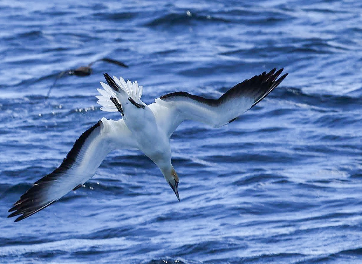 Australasian Gannet - ML647482321