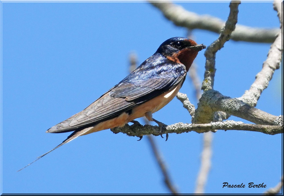 vlaštovka obecná - ML647482322