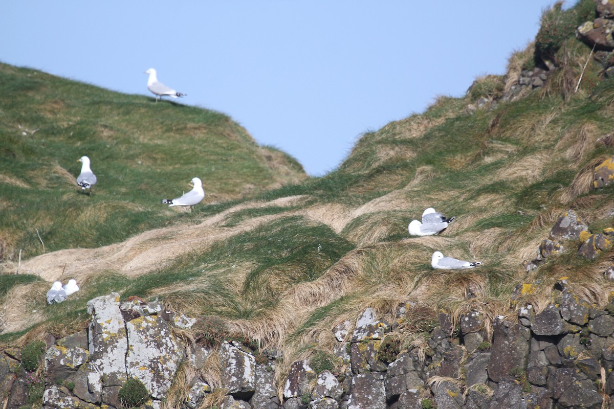 European Herring Gull - ML647482324