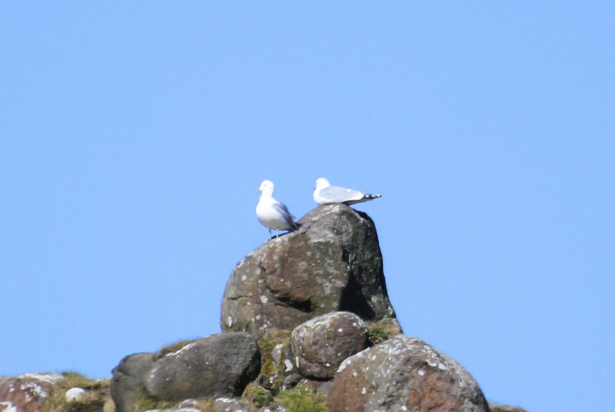 Lesser Black-backed Gull - ML647482331