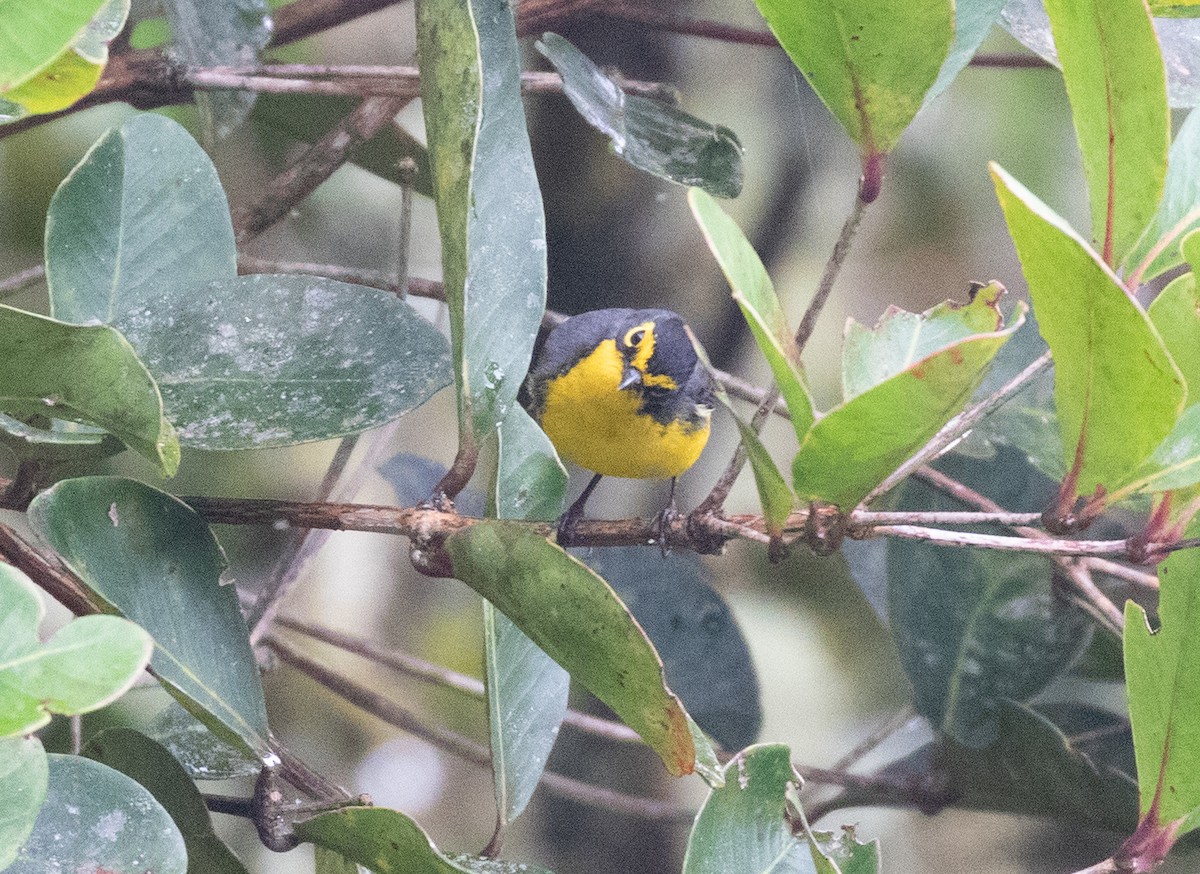Spectacled Redstart - ML647482350