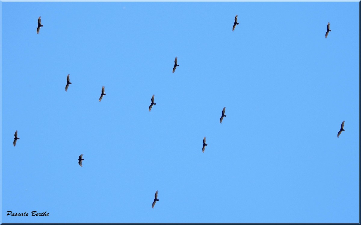 kondor krocanovitý - ML647482356